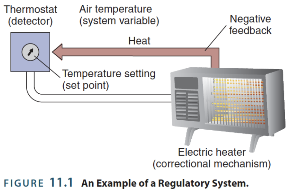 <p>→ automatic corrective mechanisms (negative feedback) that occur when the temperature of <strong>endotherms</strong> (warm-blooded organisms) deviate from ~37 ̊C </p><ul><li><p>These mechanisms DON’T apply to <strong>ectotherms</strong> (cold-blooded organisms), whose functionalities are more contingent on ambient temperature (i.e., that of the environment)</p></li></ul><p><u>Remedying freezing</u>:</p><ul><li><p>↑ Basal metabolic rate (↑ calories burned to generate heat)</p><ul><li><p>↑ Shivering </p></li></ul></li><li><p>↓ Blood flow (↓ heat loss through skin)</p><ul><li><p>Peripheral blood vessels constrict, concentrating blood to the center of the body</p></li></ul></li></ul><p><u>Remedying overheating</u>: </p><ul><li><p>↑ Sweating (water evaporation has a cooling effect)</p></li><li><p>↑ Blood flow (↑ heat loss through dissipation)</p><ul><li><p>Peripheral blood vessels expand, distributing blood away from the center of the body</p></li></ul></li></ul><p></p>