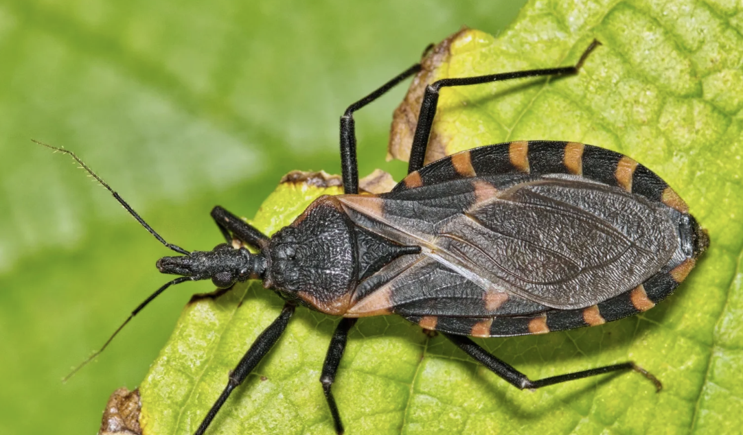 <p>What are the order, family, subfamily, and cn of the reduviid bug?</p>