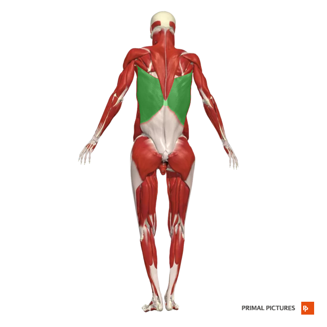 <p>medial rotation, abduction, extension</p><p>Insertion: intertubercular groove of the humerus.</p>