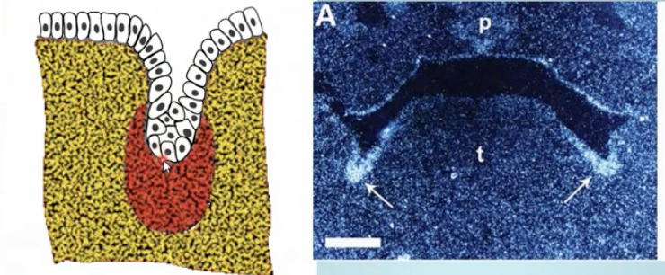 <p>What happens during Bud Formation (1)?</p>