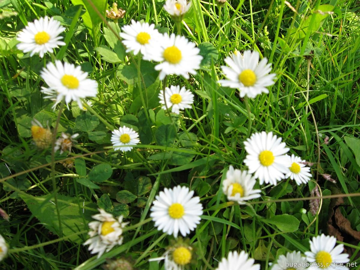 <p>sedmikráska chudobka </p>