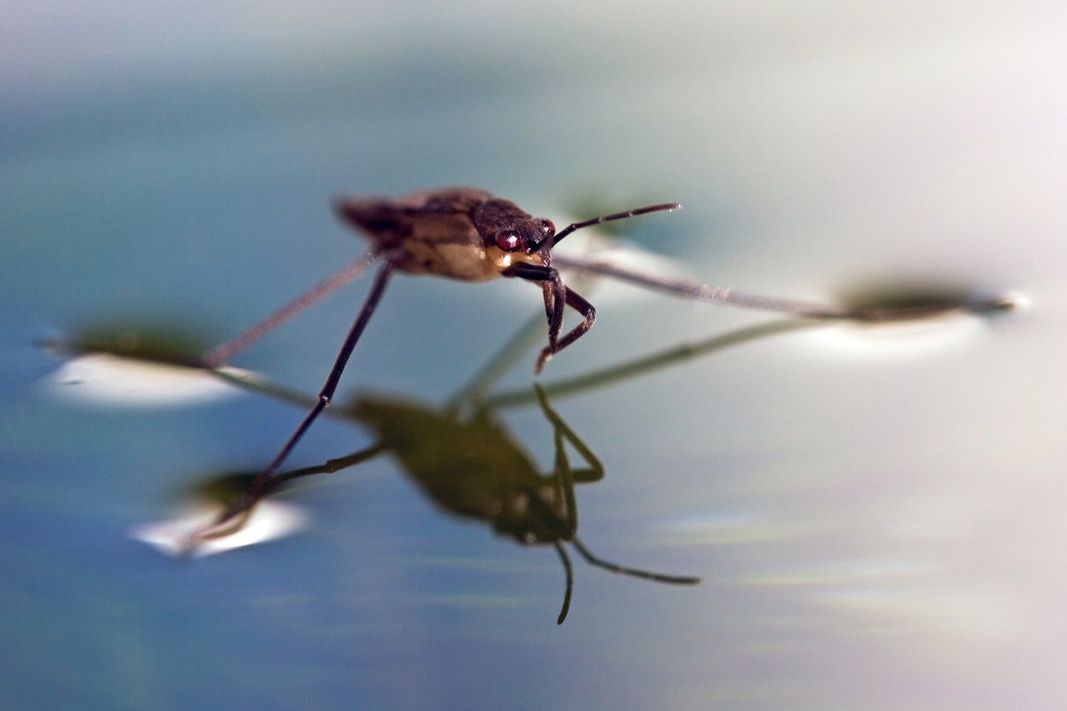 <p>Surface Tension</p>