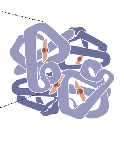 <p>In some proteins, more than one polypeptide interact to make a functional protein; two or more polypeptide chains may associate to create this structure.</p>