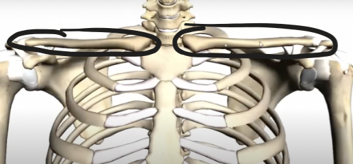 <p>i.e. collar bones, the little indentation where the clavicle lies </p>