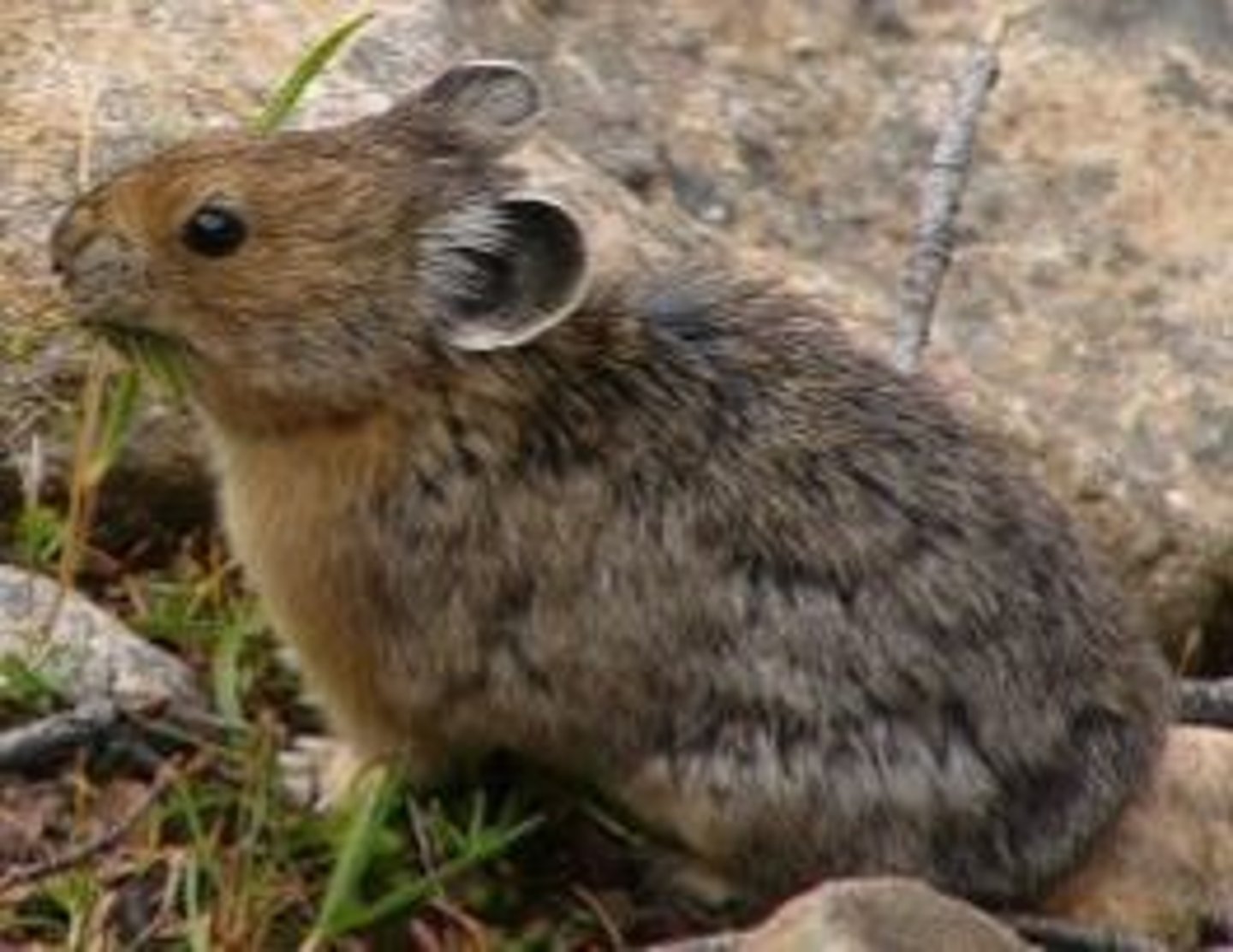 <p>What animal is this?</p>