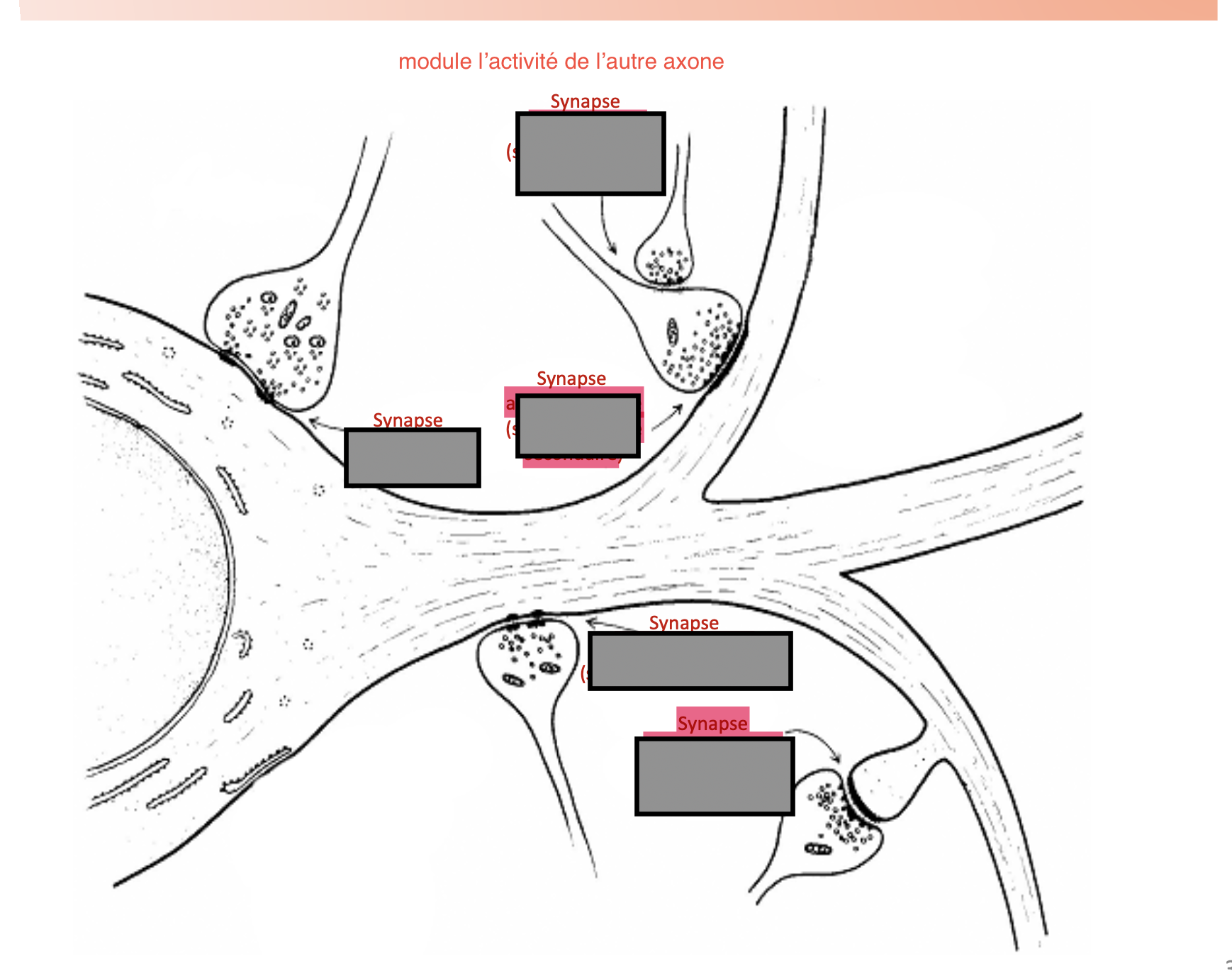 <p>Quels sont les différents types de synapses sur cette image ?</p>