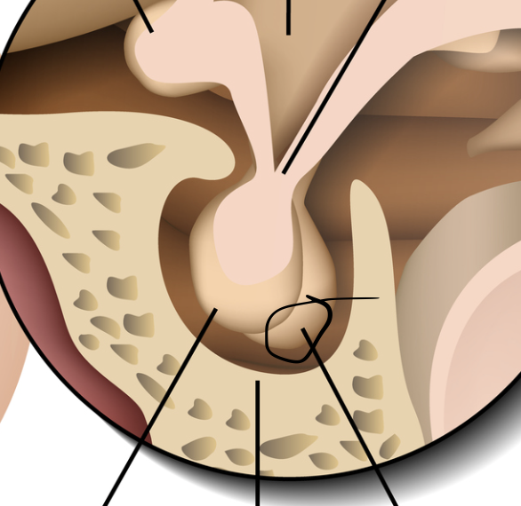 <p>+Posterior pituitary</p>