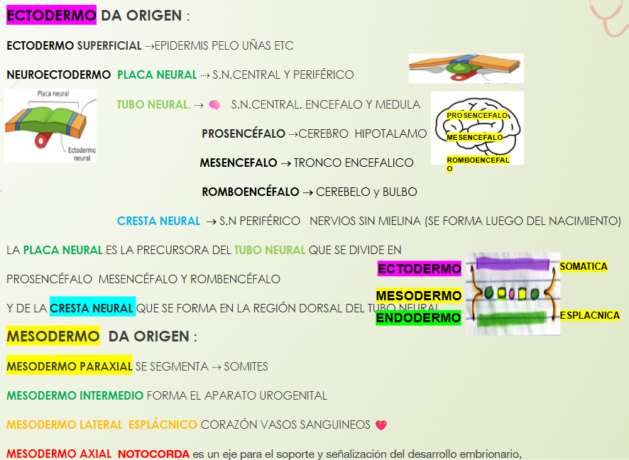 <p><mark data-color="green" style="background-color: green; color: inherit;">Mesodermo AXIAL:</mark></p><ul><li><p>Notocorda inductora del tubo neural y futura columna</p></li></ul><p></p><p><mark data-color="blue" style="background-color: blue; color: inherit;">Mesodermo PARAXIAL:</mark></p><ul><li><p>Huesos (Columna, costillas, base de cráneo) Cartílagos musculos</p></li></ul><p></p><p><mark data-color="yellow" style="background-color: yellow; color: inherit;">Mesodermo INTERMEDIO:</mark></p><ul><li><p>Aparato urogenital</p></li></ul><p></p><p><mark data-color="purple" style="background-color: purple; color: inherit;">Mesodermo LATERAL </mark></p><ul><li><p>SOMÁTICO: Dermis, huesos de extremidades</p></li><li><p>ESPLÁCNICO: Corazón, vasos sanguineos</p></li></ul><p></p>
