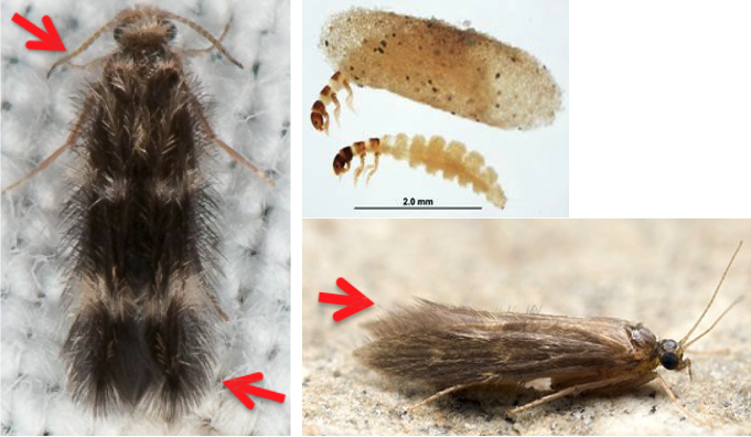 <ul><li><p>Antennae short</p></li><li><p>HW narrow and pointed apically, often with<strong><em> fringed hairs</em></strong> that are clubbed</p></li><li><p>Ocelli sometimes present</p></li><li><p>Mesoscutellum flat and triangular</p></li><li><p><strong><em>Very small</em></strong></p></li><li><p>Usually very hairy (gray/brownish)</p></li></ul><p></p>