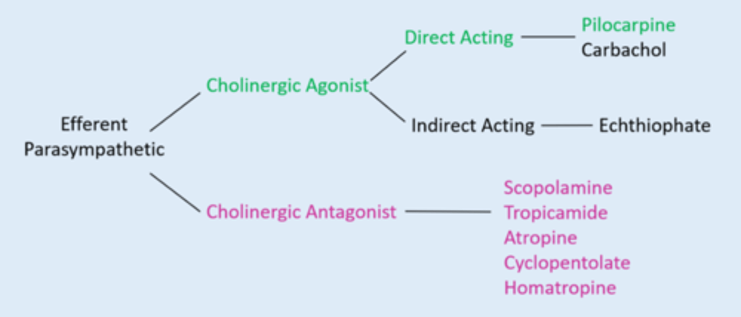 <p>pilocarpine</p>