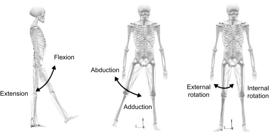 <ol><li><p>flexion</p></li><li><p>extension</p></li><li><p>abduction</p></li><li><p>adduction</p></li><li><p>medial/internal rotation</p></li><li><p>lateral/external rotation</p></li></ol><p></p><p></p>