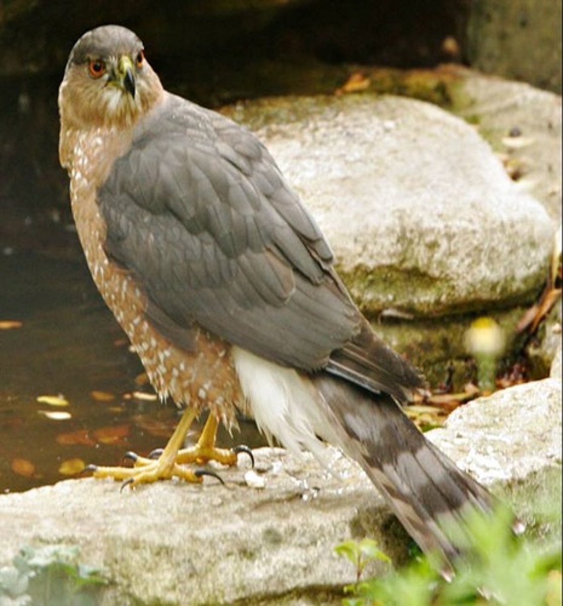 <p>Accipiter cooperii</p>