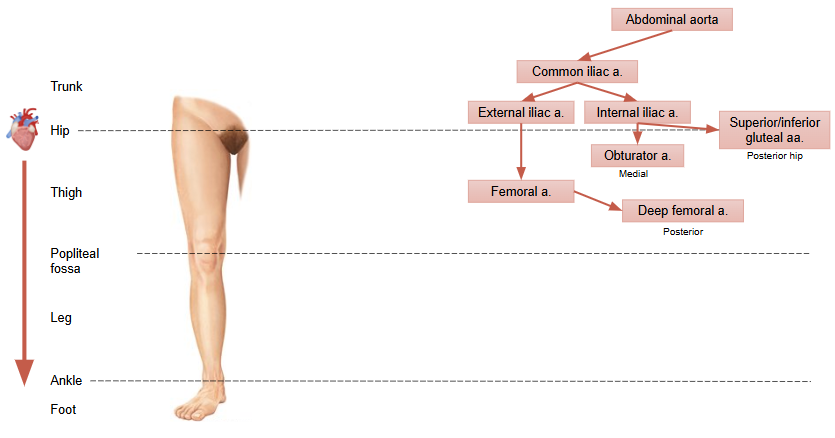 <p>common iliac artery → external iliac artery → femoral artery → deep femoral artery (posterior thigh) and internal iliac artery → obturator artery (medial thigh) and superior/inferior gluteal artery (posterior hip)</p>