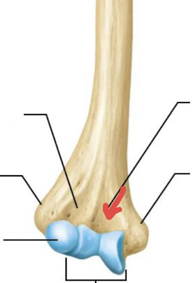 <p>what is this part of the humerus?</p>