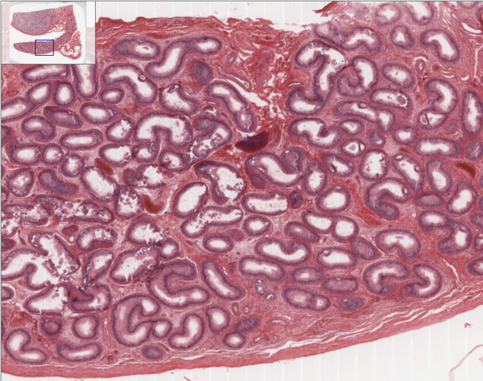 <p>How can you identify a testis on a slide?</p>