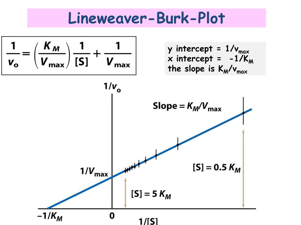 <p>double-reciprocal equation, turns curved Michaelis-Menten graph into a straight line </p>