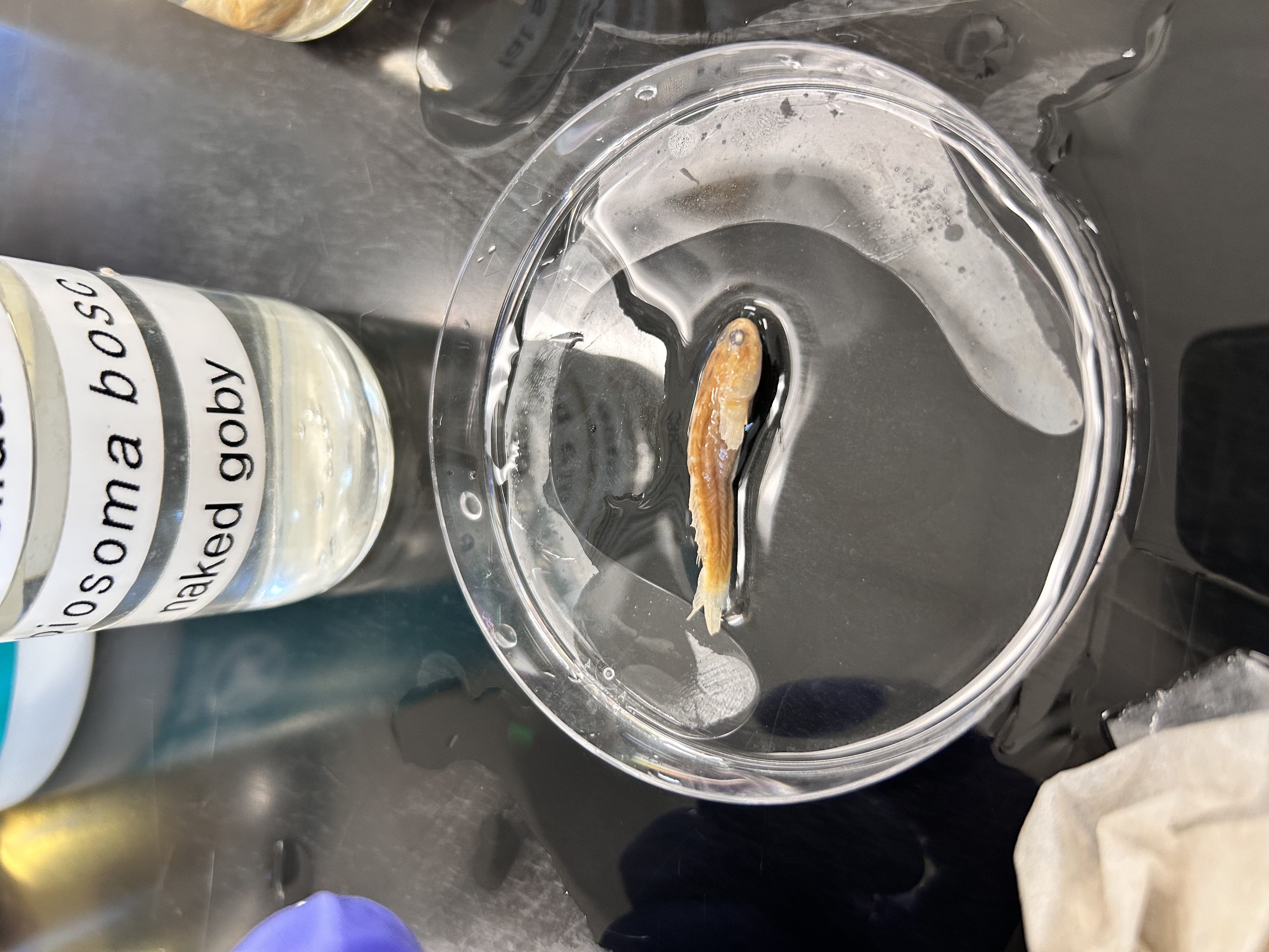 <p>naked goby</p>
