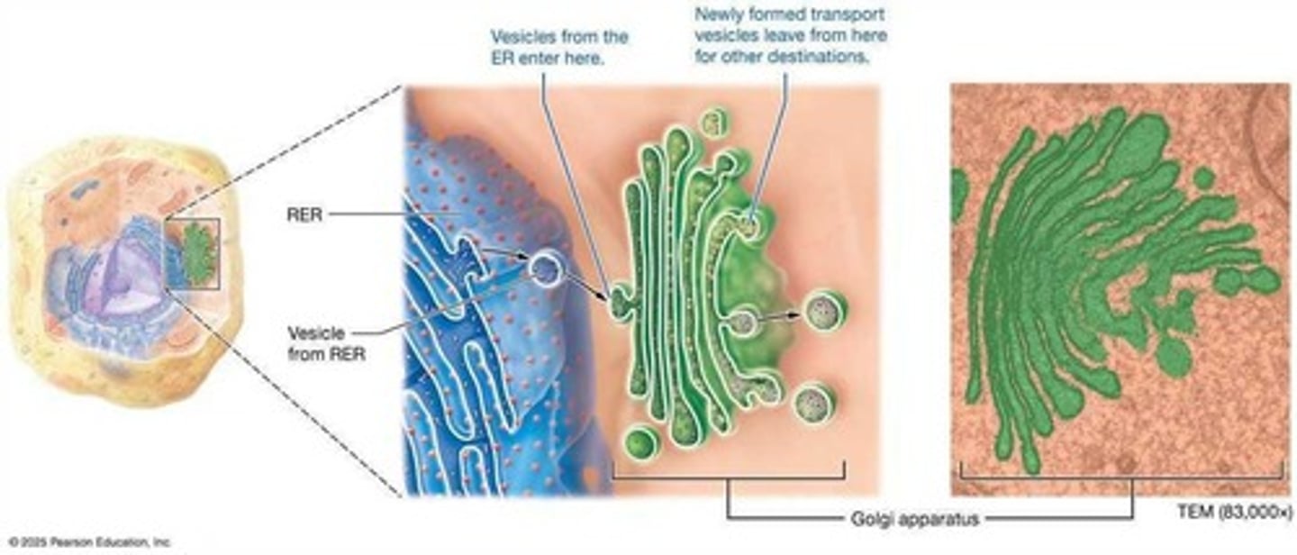 <p>Membrane with ribosomes, synthesizes proteins.</p>