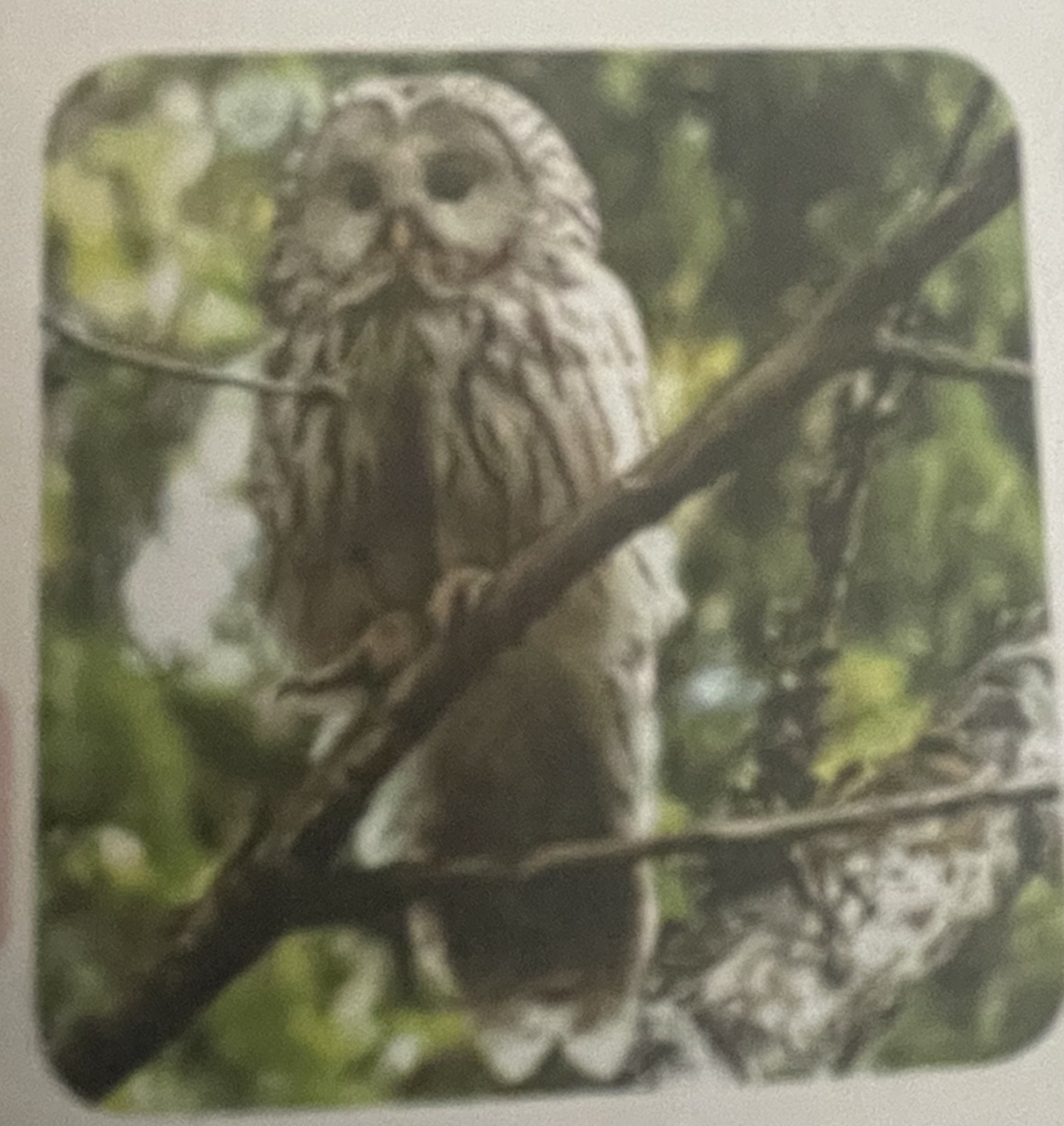 <p>mikä eläin</p>
