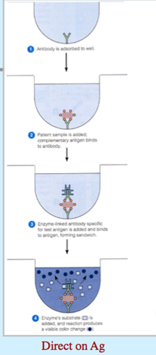 <p>- the Ag (protein) is bound to the plastic of the dish</p><p>- the probe, which is an Ab that's specific to the protein being measured, is covalently bound to an enzyme</p><p>- the enzyme produces a colored product when it is exposed to its substrate</p><p>- the amount of color produced is proportional to the amount of Ab present and, indirectly, to the amount of protein in a sample</p>