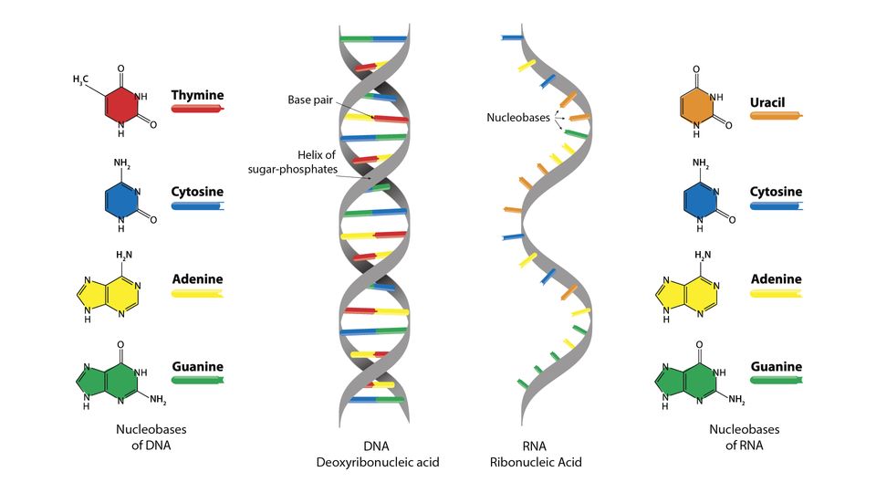 <p>DNA</p>