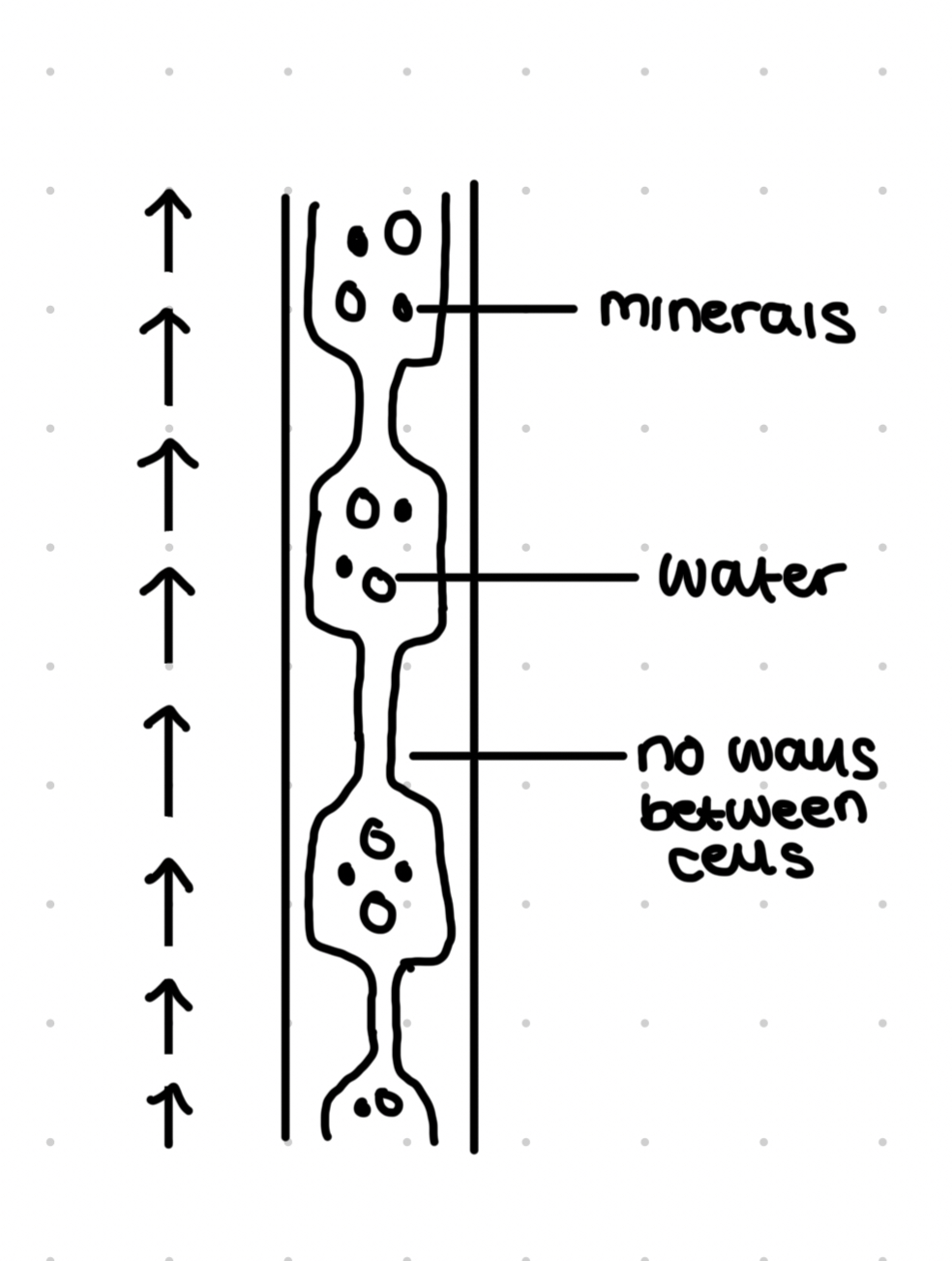<ul><li><p>Transport water and minerals </p></li><li><p>Vessel elements as re elonged dead cells</p></li><li><p>Strengthened with lignin which gives structural support</p></li></ul>