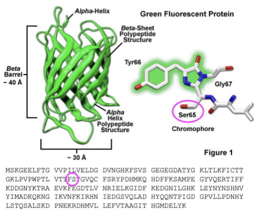 <p>first FP discovered; discovered in jellyfish; absorbs blue light and emits green; </p>