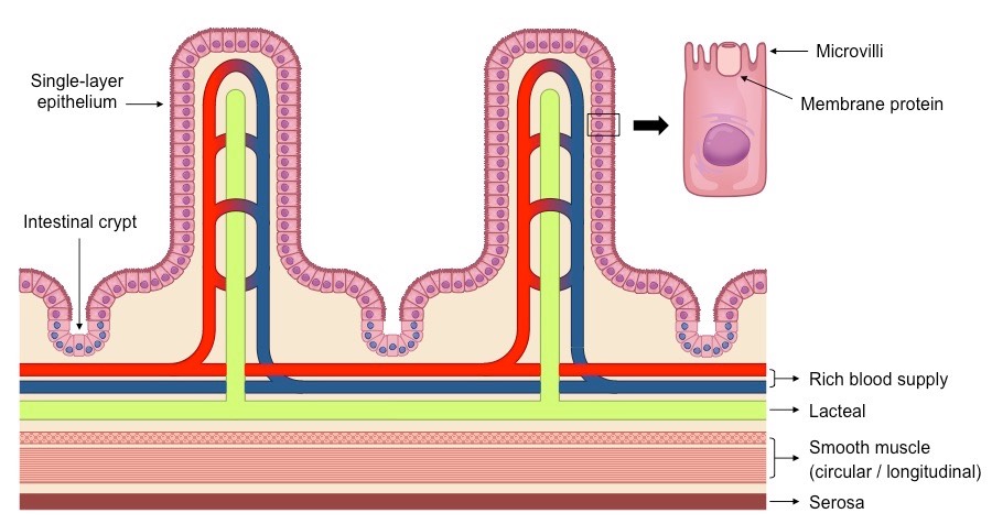 <ul><li><p>Microvilli: Ruffling of epithelial membrane = increases SA</p></li><li><p>Rich blood supply: Dense capillary network rapidly transports absorbed products. </p></li><li><p>Single layer epithelium: Minimises diffusion distance between lumen and blood. </p></li><li><p>Lacteals: Absorbs lipids from intestine into lymphatic system. </p></li><li><p>Intestinal glands: Exocrine pits (crypts of Liberkuhn) release digestive juices. </p></li><li><p>Membrane proteins: Facilitates transport of digested materials into epithelial cells. </p></li></ul>