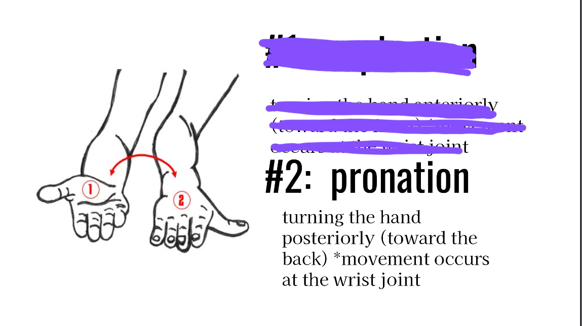 <p>Palm rotates down ward </p>