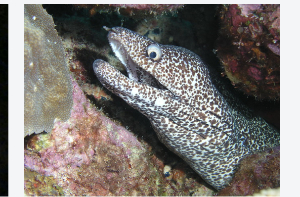 <p>Phylum, subphylum, class?</p>