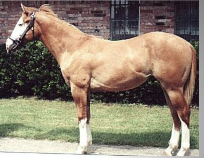 <p>What would this be for face and feet markings</p>