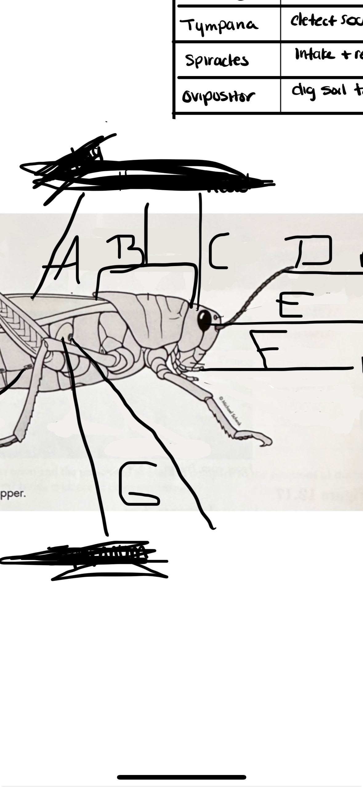 <p>E and function </p>