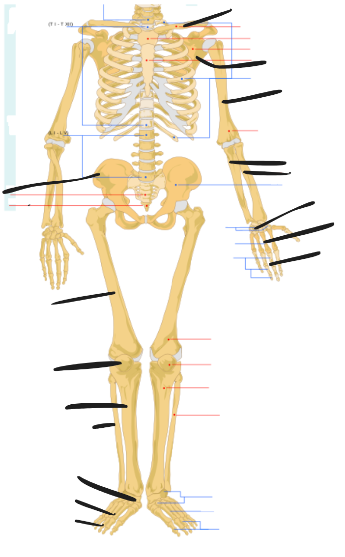 <p>Appendicular skeleton bones </p>