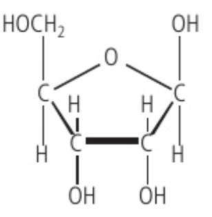 <p>Ribose is an example of this structure, where it’s carbon backbone is composed of 5 carbons.</p><ul><li><p>Chemical formula: C<sub>5</sub>H<sub>10</sub>O<sub>5</sub></p></li></ul>