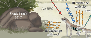 <p>Heat loss or gain from proximity to other objects</p>