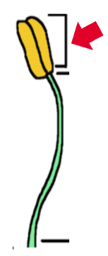<p>Anther</p>