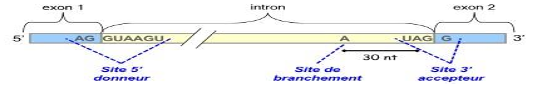 <p>Site donneur : Premier site de coupure des introns de la chaîne (dc vers 5’) </p><p>Site accepteur : Dernier site de coupure des introns de la chaîne (dc en 3’) </p>