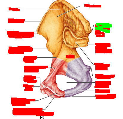 term image