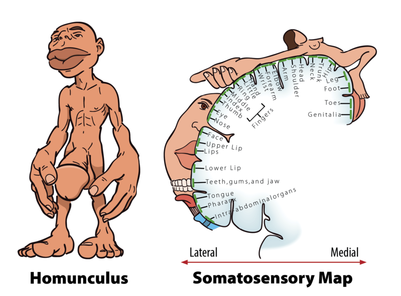<p>term for human model showing how much space in the brain is given up to sensory regions for that specific area in the body</p>