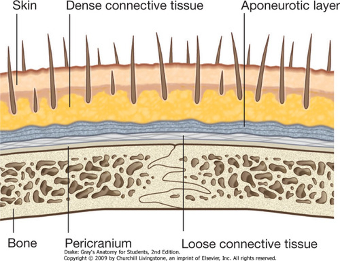 <p>Skin</p><p>Connective Tissue (dense)</p><p>Aponeurosis</p><p>Loose connective tissue (easily displaced)</p><p>Pericranium (periosteum)</p>