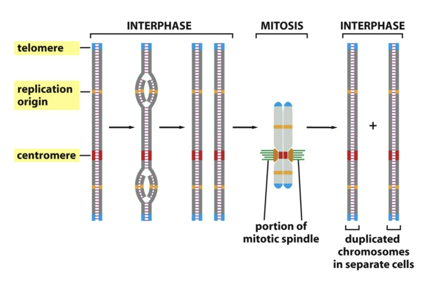 <p>Prevents the ends of chromosomes from being mistaken for broken DNA.</p>