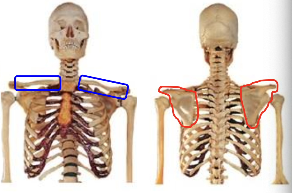 <p>What bones make up the Pectoral Girdle</p>