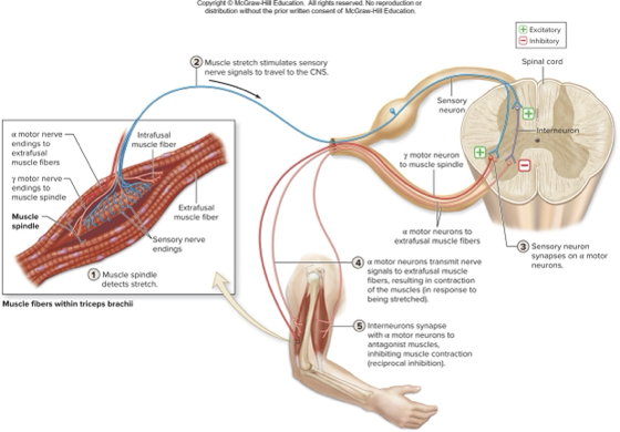 <p>what does this describe:</p><p>reflexive contraction of a muscle after it is stretched</p><p>stretch is detected by muscle spindle proprioceptor</p><p>can be spinal, somatic, monosynaptic, ipsilateral, innate</p><p>when stretched, spindles sensory axon fires impulses to spinal cord, sensory axon excites alpha motor neurons causing contraction, sensory axon excites interneurons of antagonist muscle</p>
