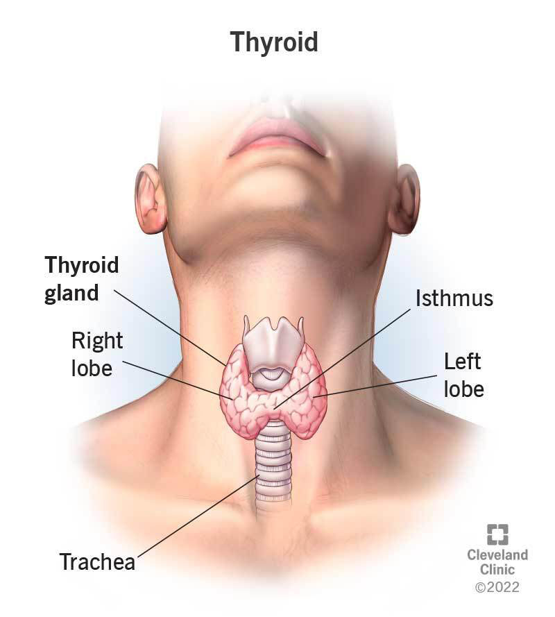 <p>thyroid gland</p>