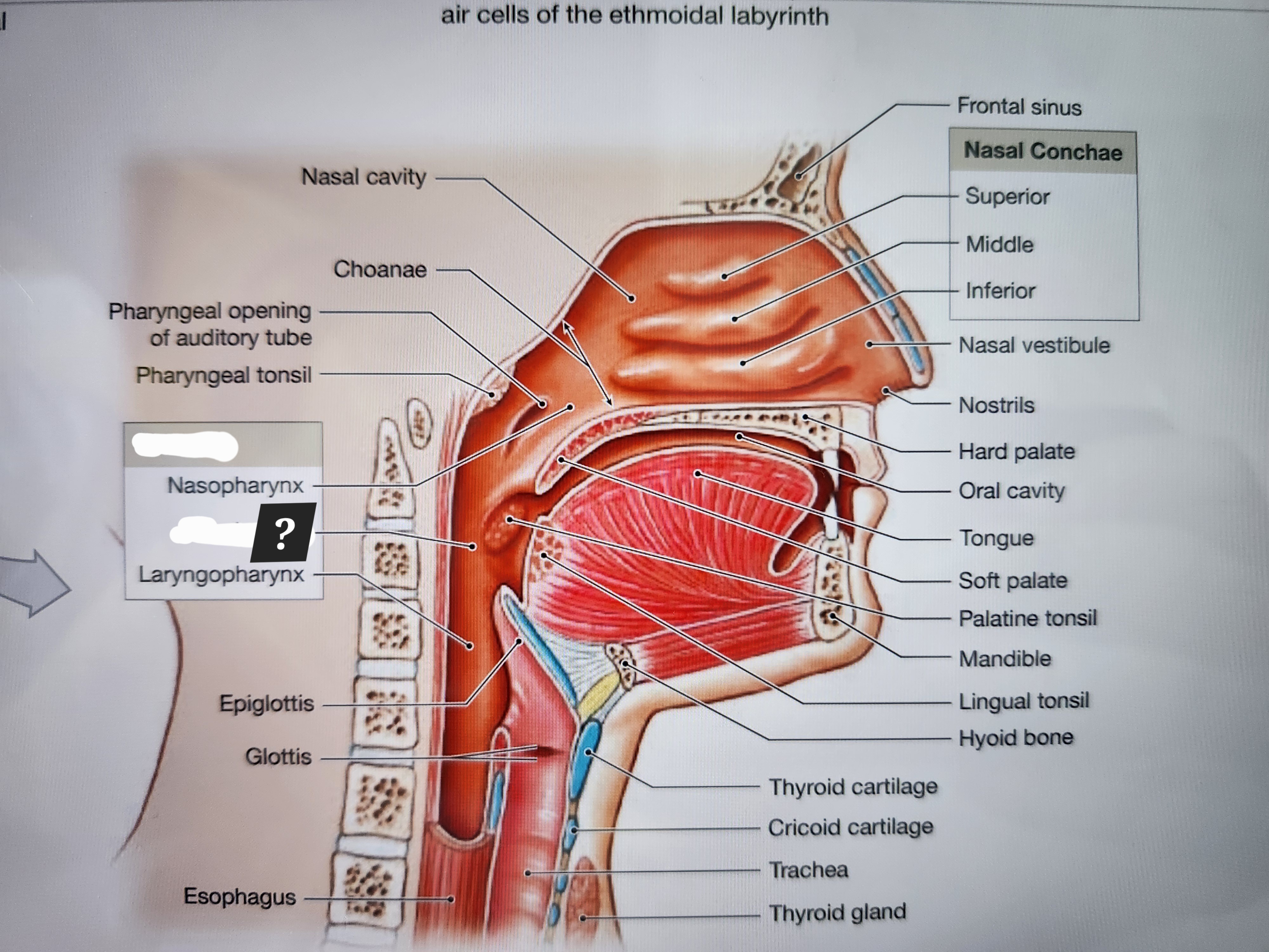 knowt flashcard image