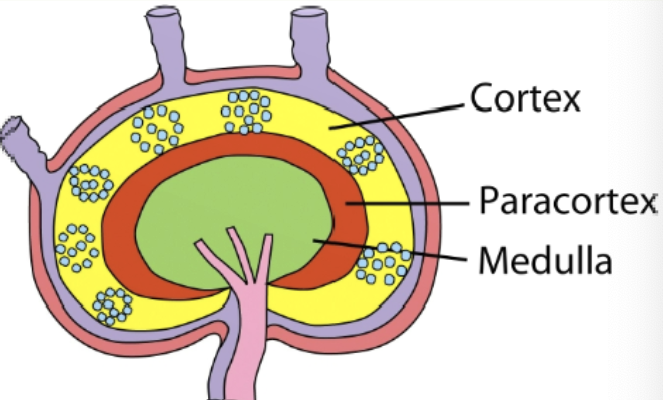 <p>cortex (outermost layer), paracortex (layer just beneath cortex), medulla (innermost layer)</p>