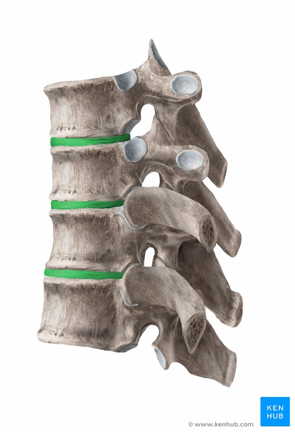 <p>Vertebra Location:</p>