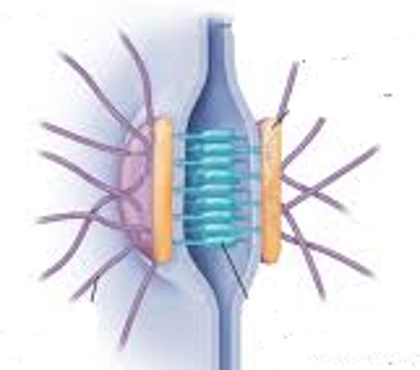 <p>lock adjacent cells together (z discs)</p>