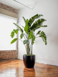 <p>Ils ont remplacé</p><p>Il a remplacé la plante. </p>