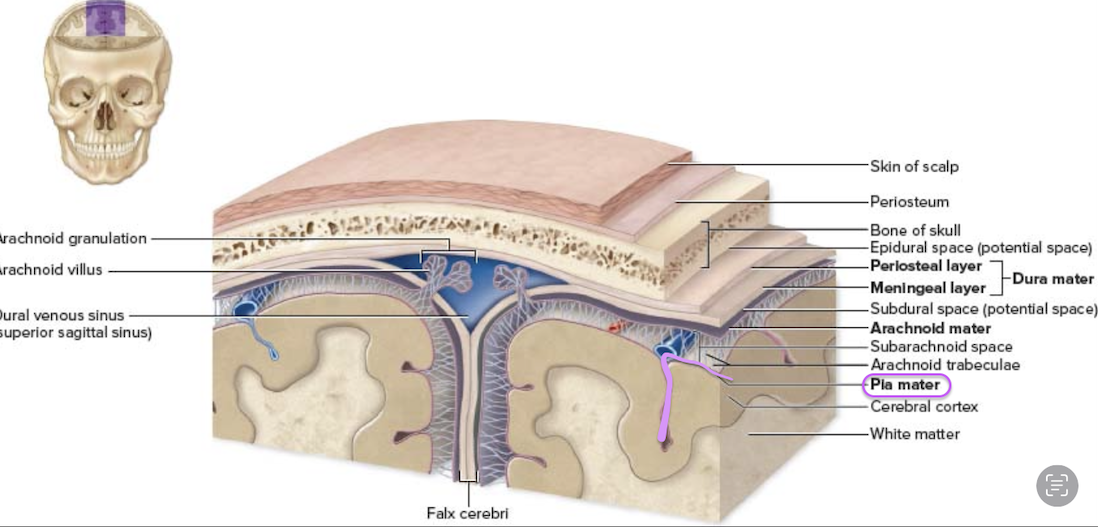 <ol><li><p>Pia matter (tender mother) </p><ol><li><p>areolar CT - thin/soft layer </p></li><li><p>“form-fitting” to the brain</p></li></ol></li></ol><p></p>